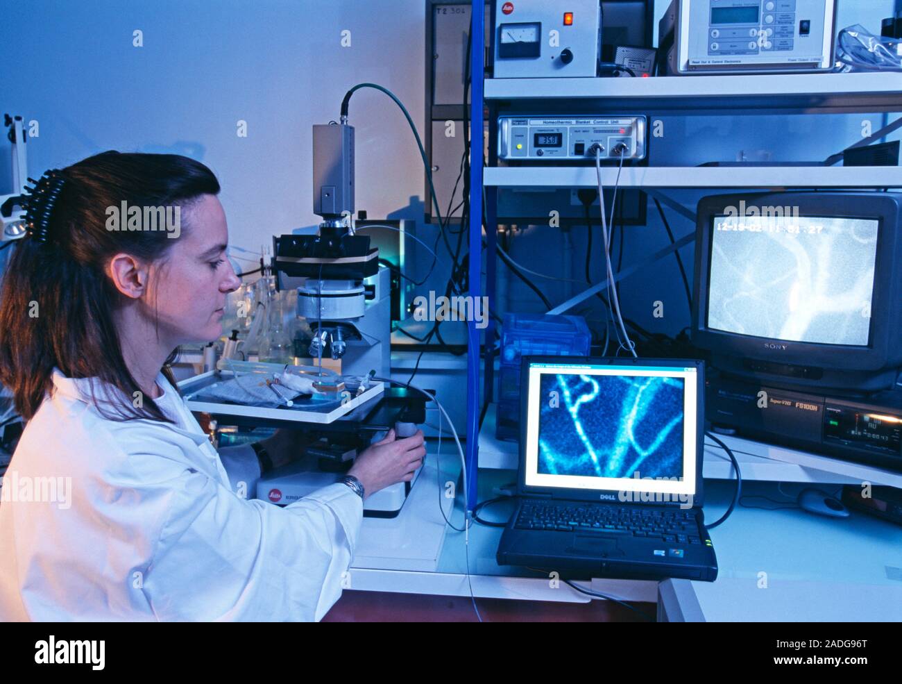 Microcirculation research on a mouse using the cell viZio imaging system. The cell viZio, which was developed by Mauna Kea Technologies, France, allow Stock Photo