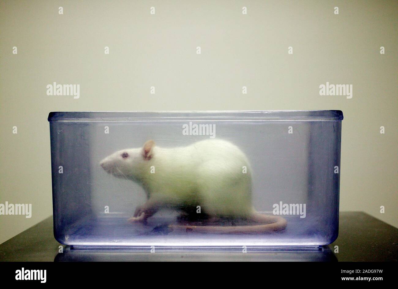 Laboratory rat. Sprague-Dawley rat (Rattus norvegicus) being weighed. This variety of rat is commonly used for animal experiments and has a life span Stock Photo