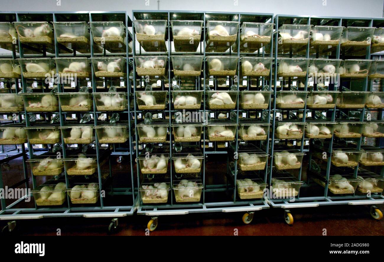 Laboratory rats. SpragueDawley rats (Rattus norvegicus) inside plastic