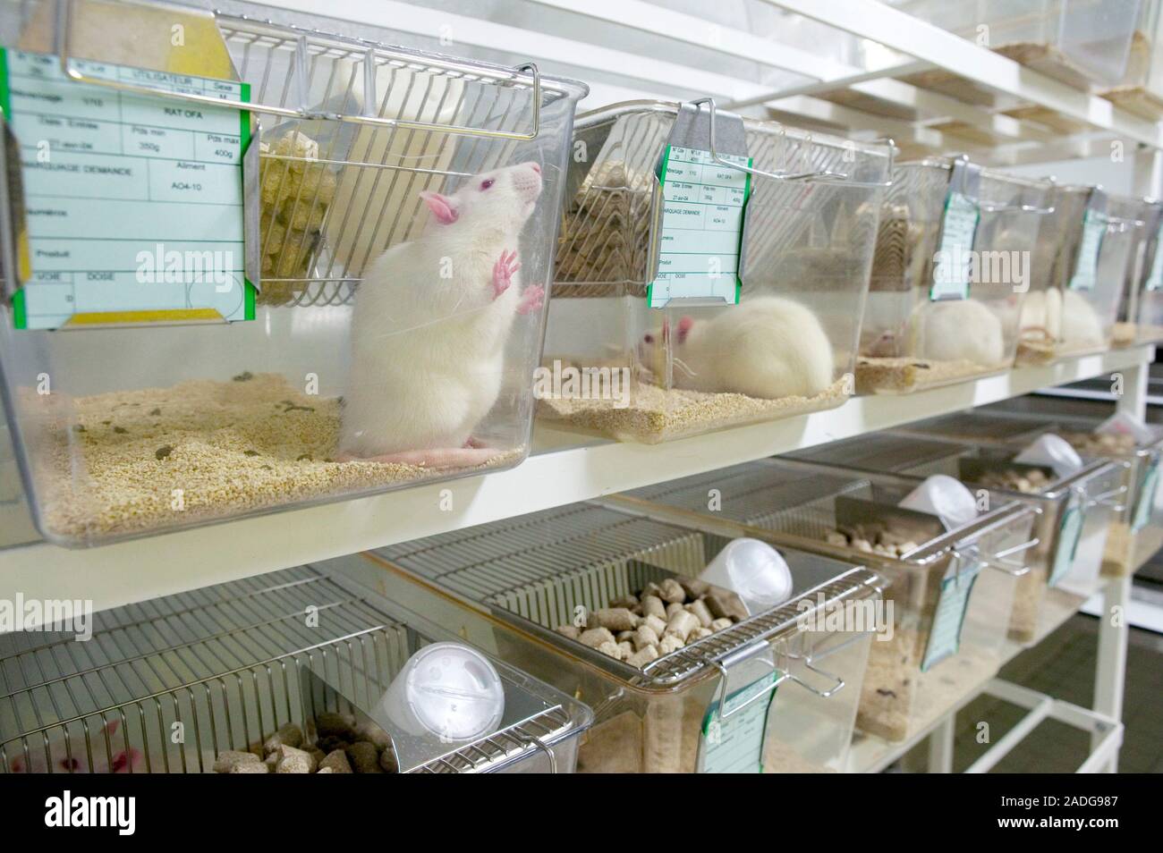 Laboratory rats in cages. Laboratory rats are used in medical research