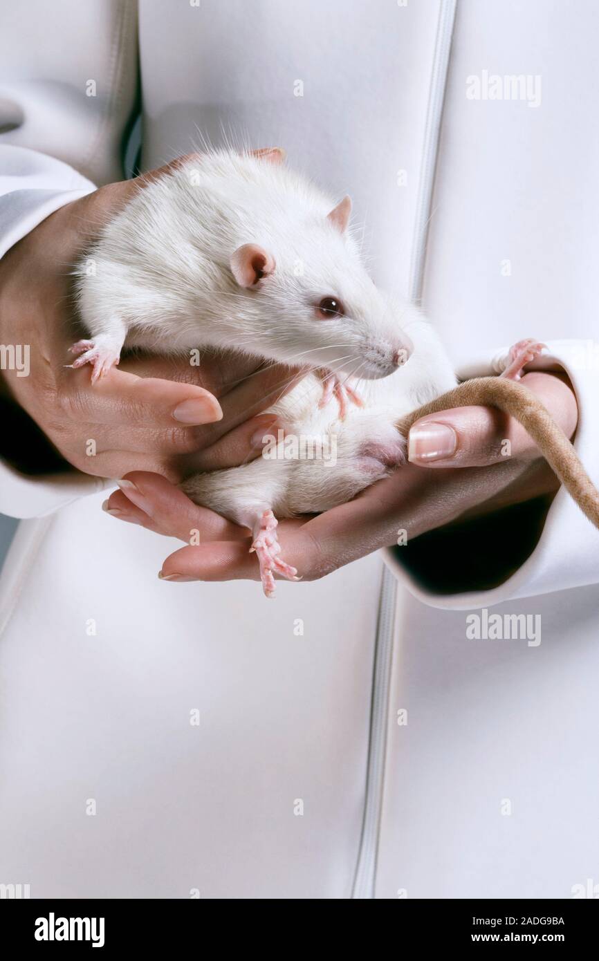 Искусственное легкое пересаженное крысам
