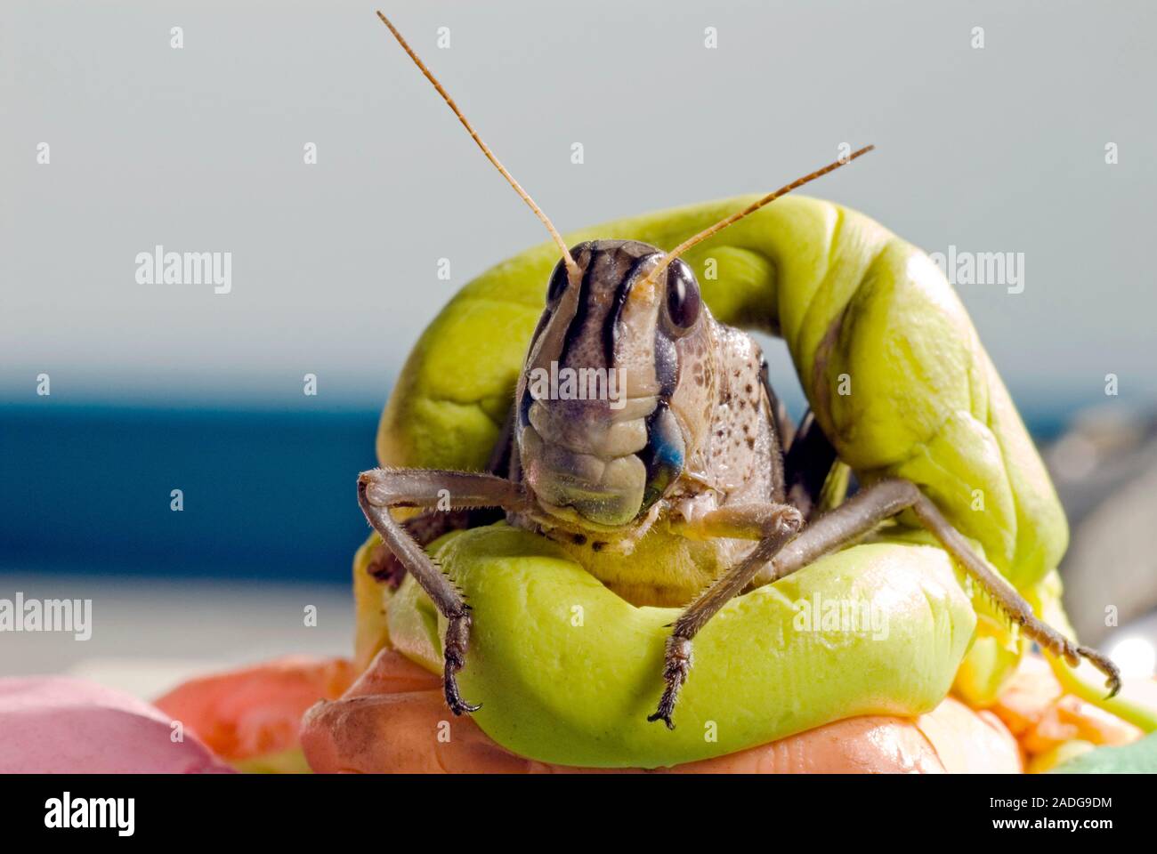 Locust vision research. Migratory locust (Locusta migratoria), in a ...