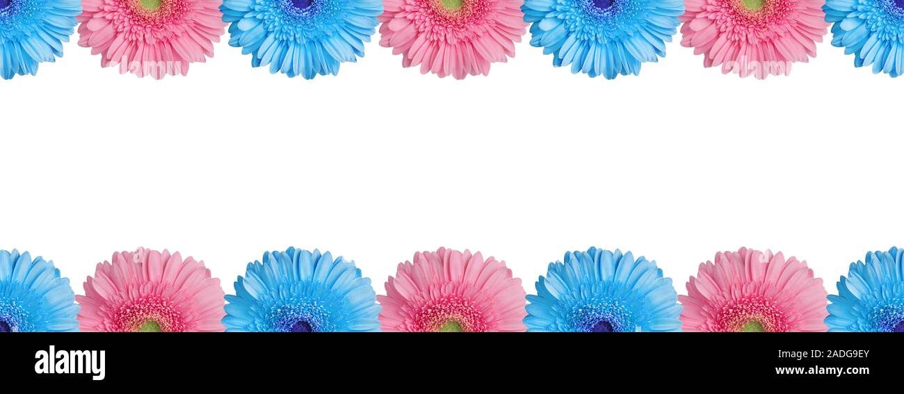 Light blue and pink halves gerbera flowers border on white background isolated close up, half