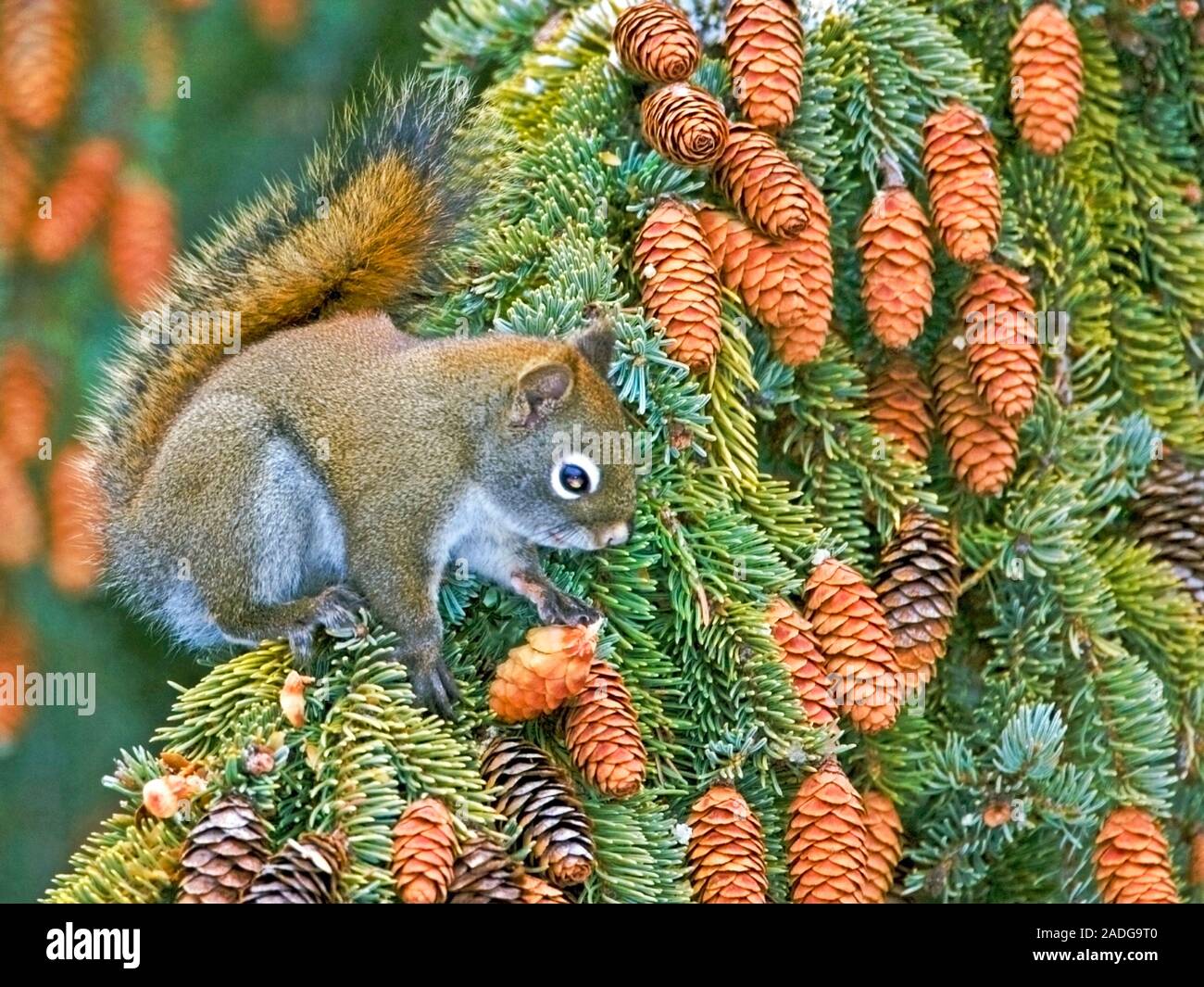Collecting Cones High Resolution Stock Photography and Images - Alamy
