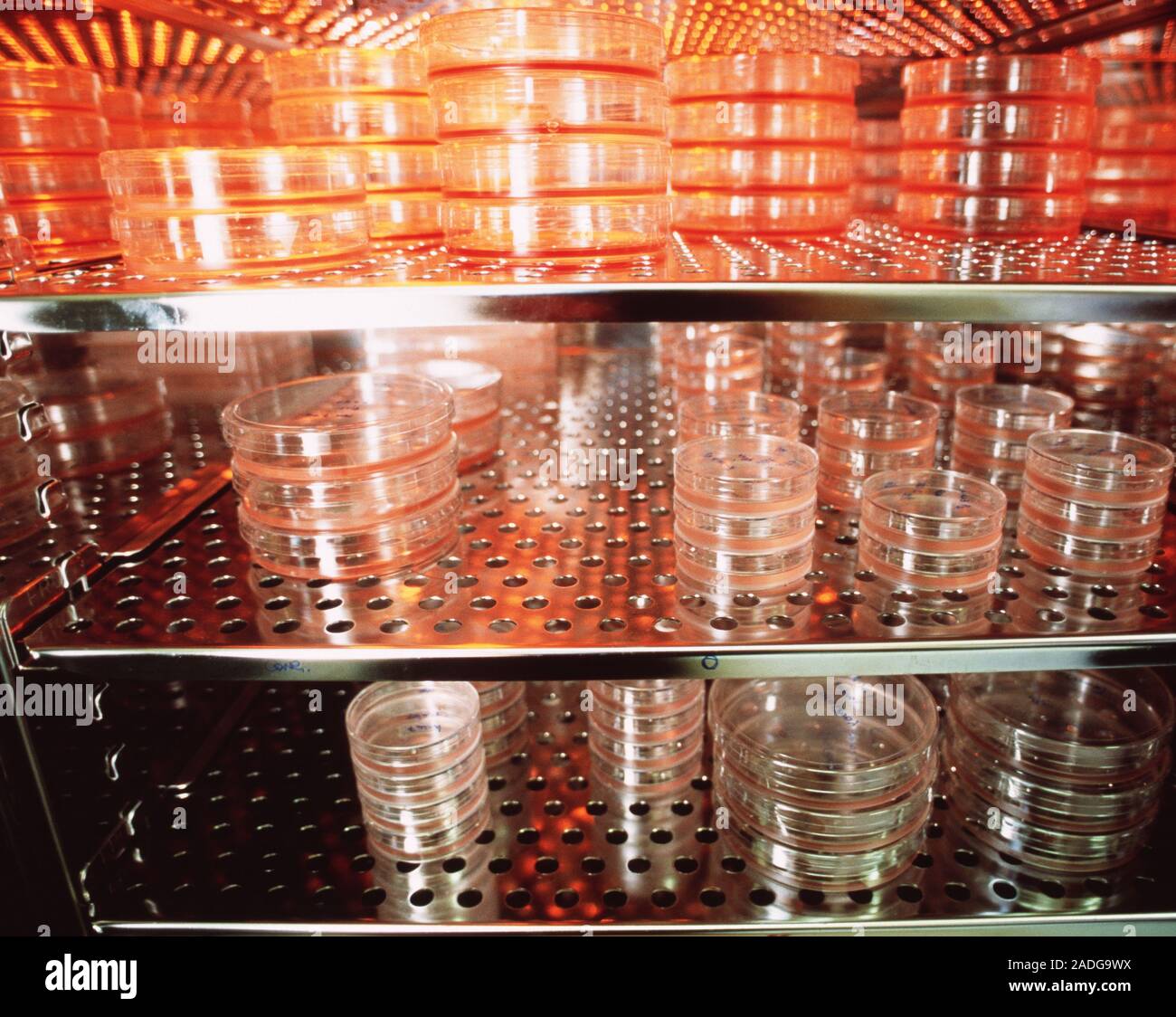 View of Stem cells incubation. Petri dishes of stem cells in an incubator ...