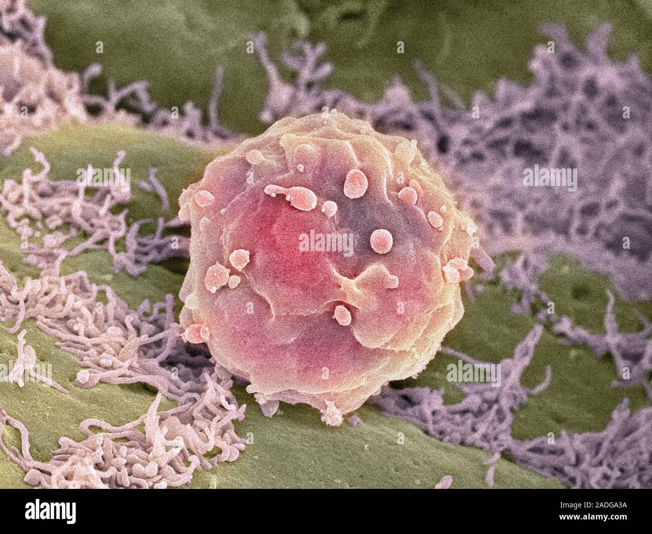 Stem Cells Coloured Scanning Electron Micrograph Sem Of Groups Of