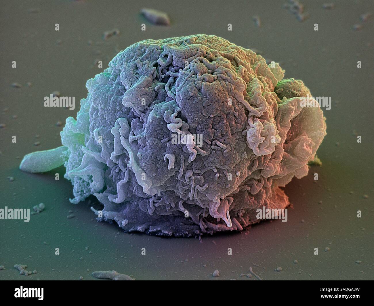 Stem cells. Coloured scanning electron micrograph (SEM) of human ...