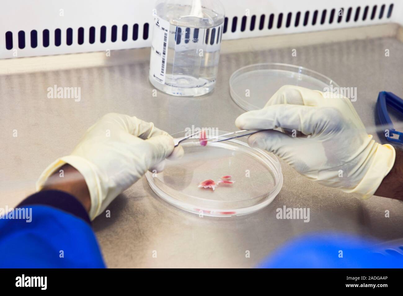 Muscle cell culture research. Researcher dissecting a sample of rat ...