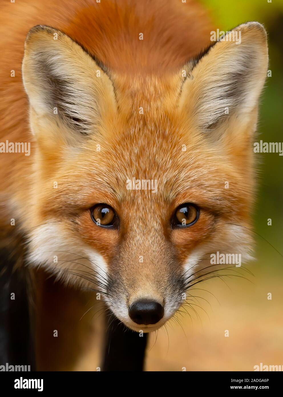 Red fox (Vulpes vulpes) in pine tree forest with a bushy tail walking ...