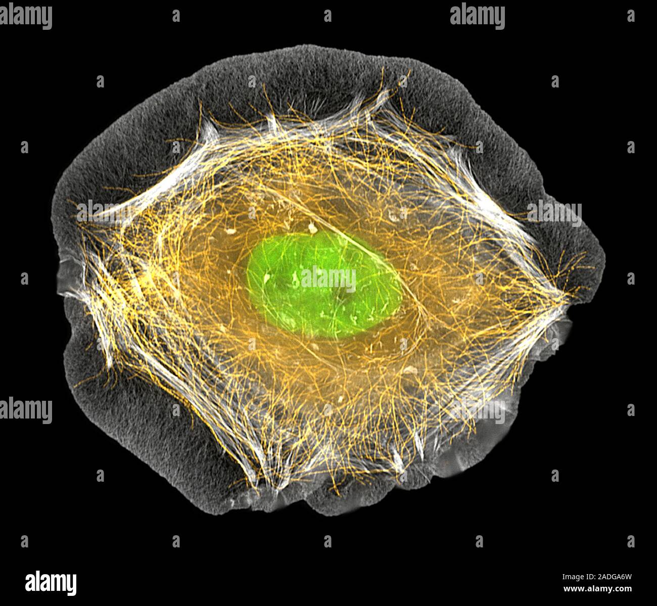 HaCaT cell. Immunofluorescence light micrograph of a HaCaT cell. The