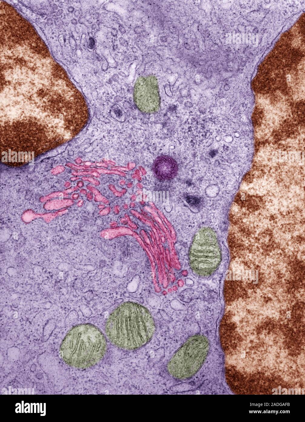 Cell organelles. Coloured transmission electron micrograph (TEM) of