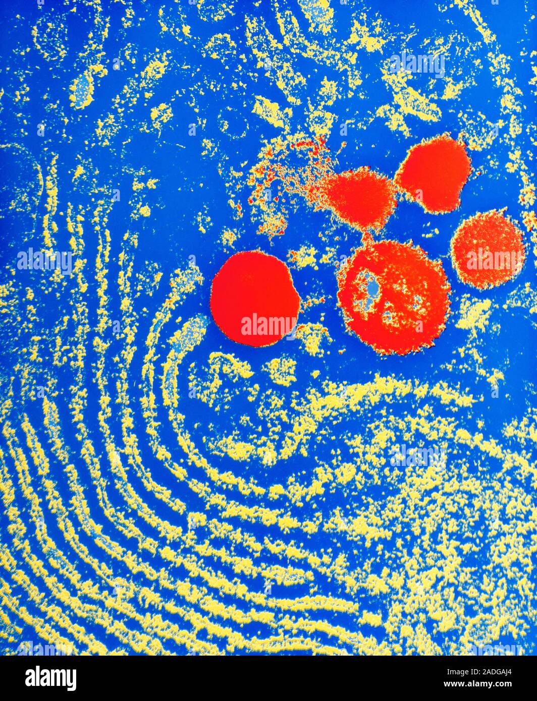 Cell organelles. False-colour transmission electron micrograph of rough ...