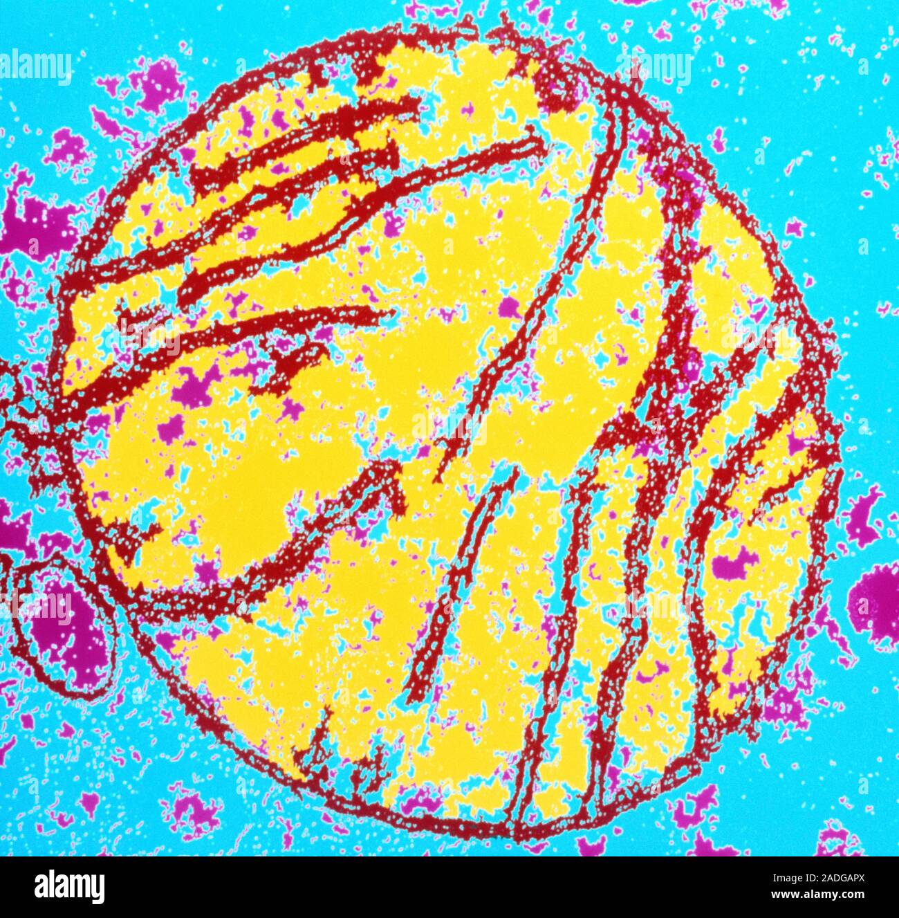 Mitochondria. Coloured transmission electron micrograph (TEM) of a section through a mitochondrion from a mammalian kidney cell. The mitochondrion (ye Stock Photo