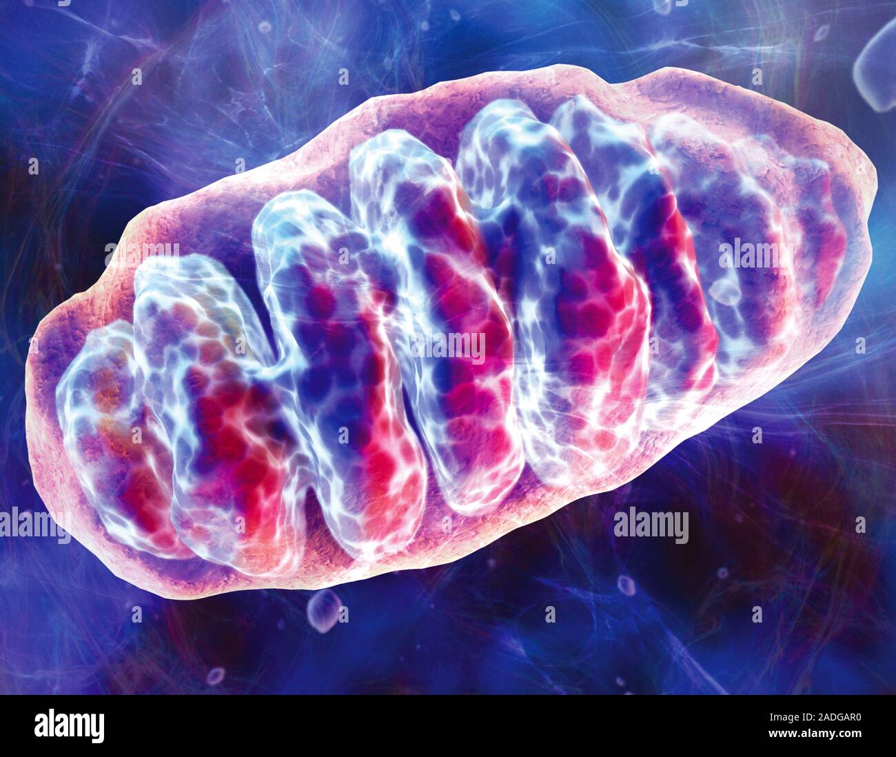 Mitochondrion, computer artwork. Mitochondria are a type of organelle ...