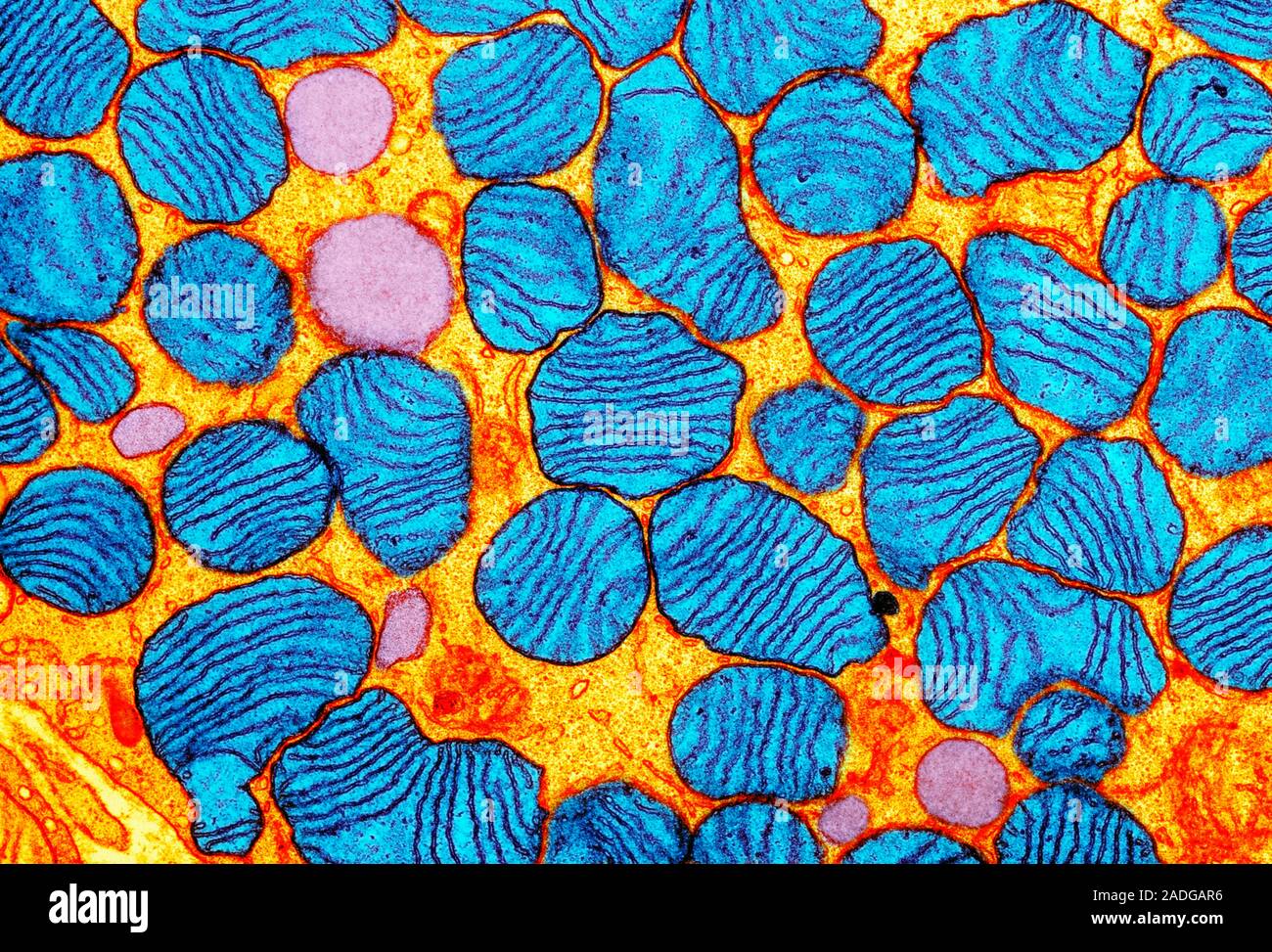 Mitochondria Coloured Transmission Electron Micrograph Tem Of Mitochondria Blue In An 0448