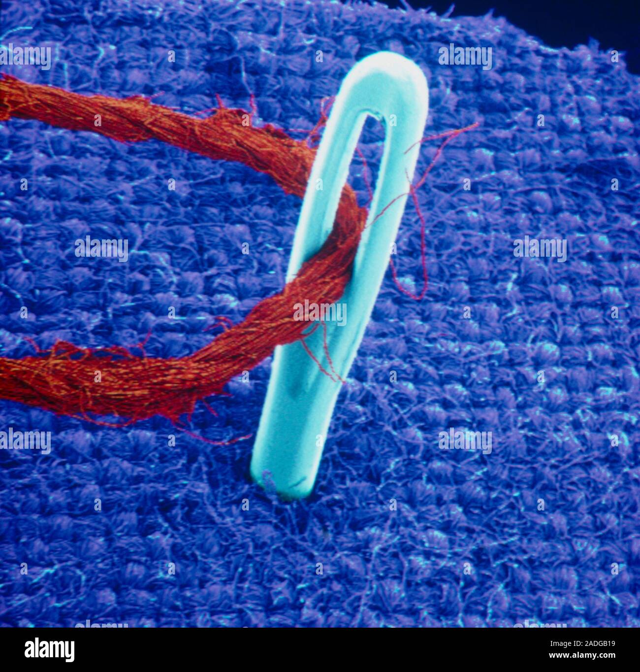 Needle & thread. Coloured Scanning Electron Micrograph (SEM) of a ...