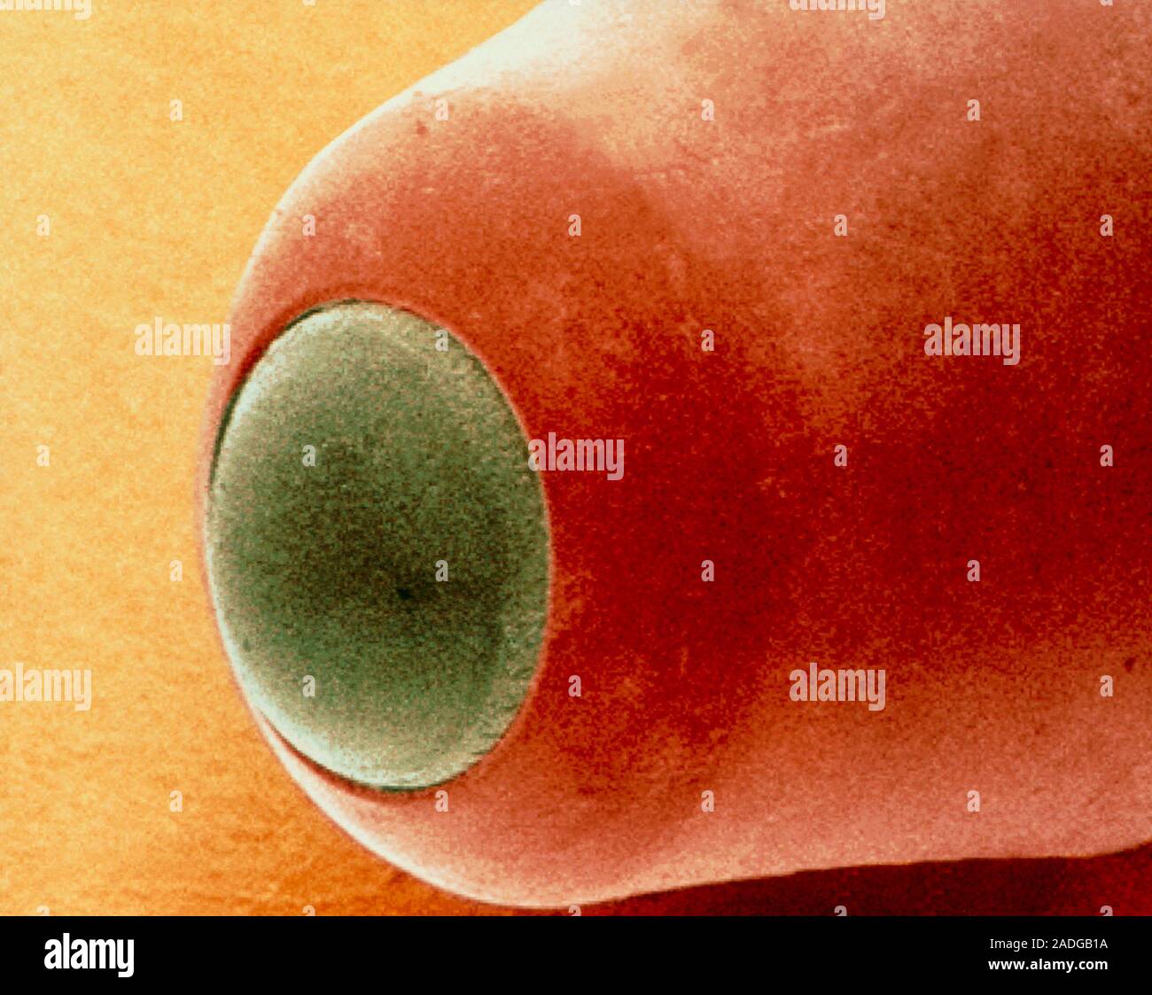 Nib of a ballpoint pen. Coloured scanning electron micrograph (SEM) of