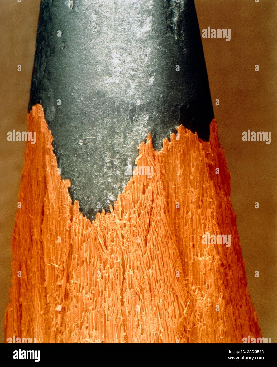 Pencil. Coloured scanning electron micrograph of a sharpened pencil ...