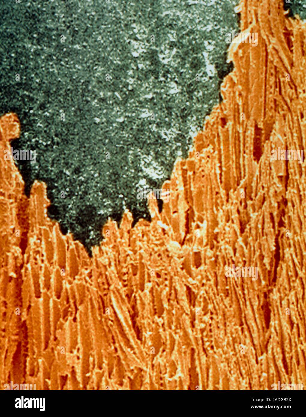 Pencil. Coloured scanning electron micrograph of a sharpened pencil ...