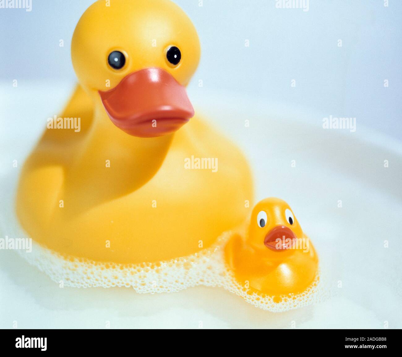 Rubber ducks in a foamy bath. Stock Photo