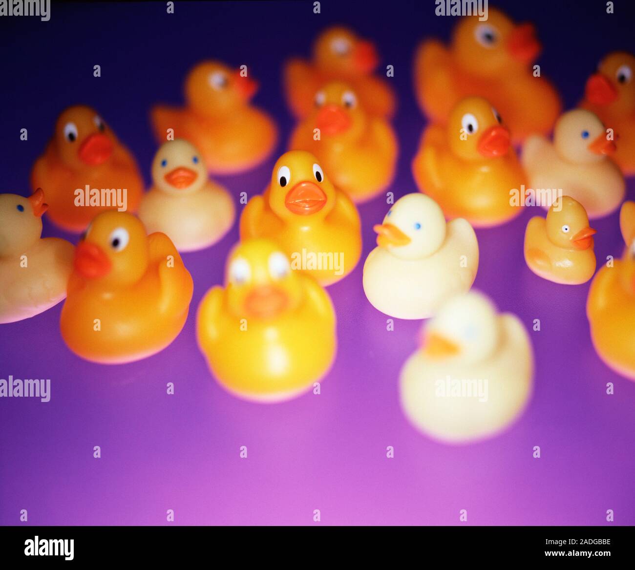Rubber ducks of assorted sizes and types Stock Photo Alamy