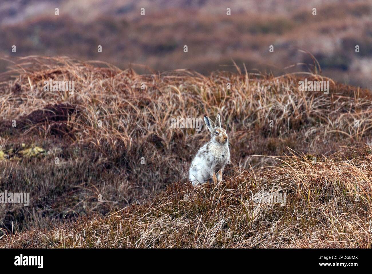 Various wild animals in their natural habitats Stock Photo Alamy