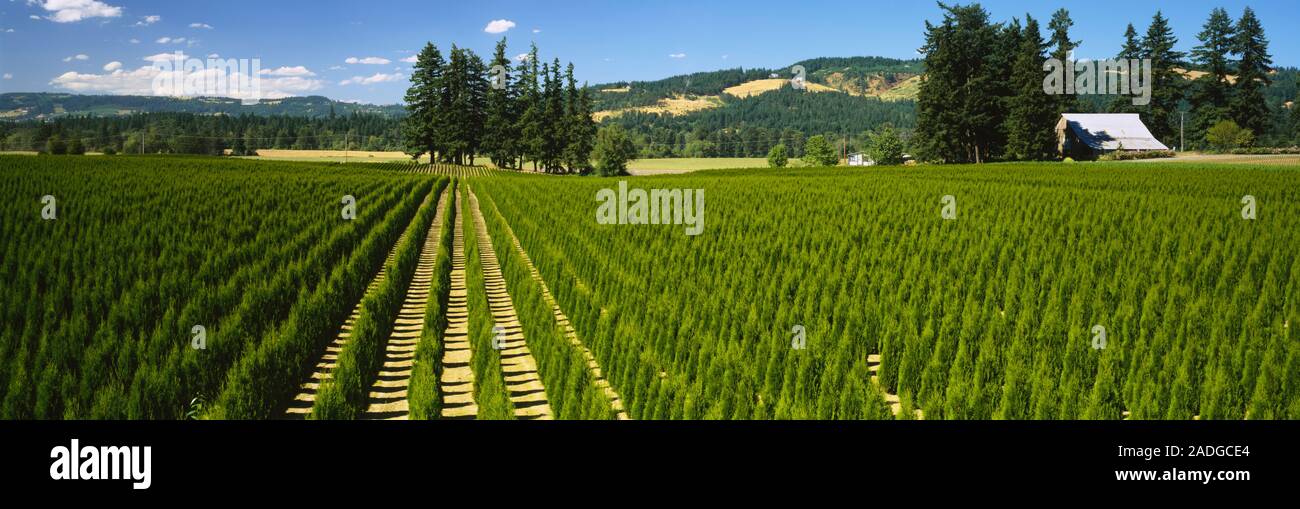 Tree farm, Yamhill County, Oregon, USA Stock Photo Alamy