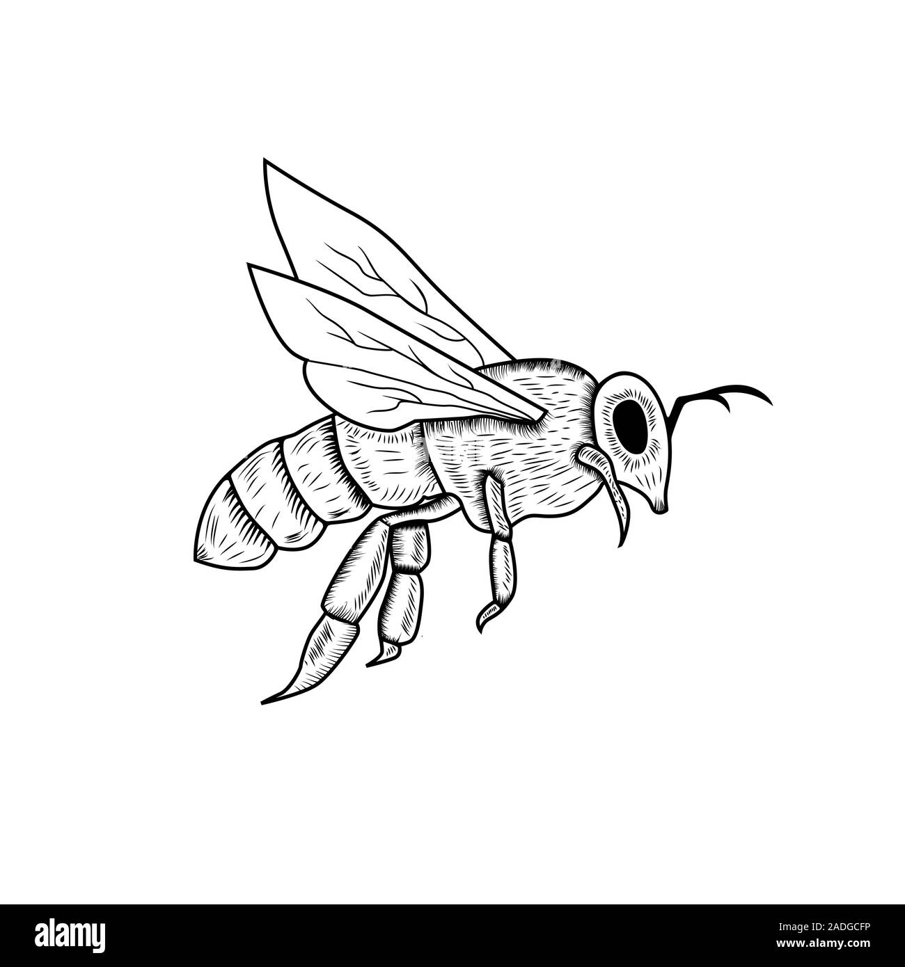 Black Vector Outline Sketch Of Honey Bee  Stock Illustration 47184508   PIXTA