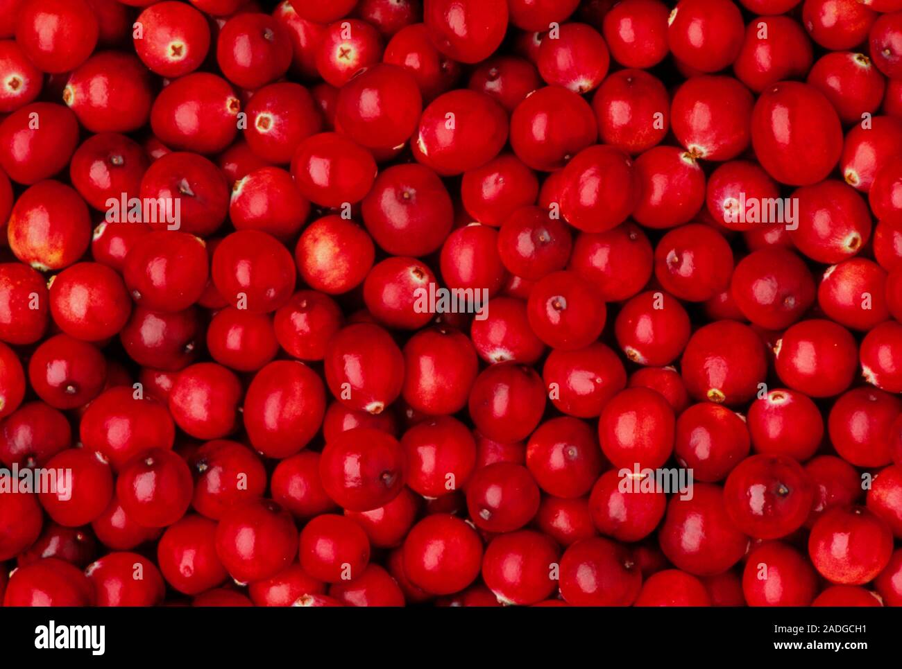 Cranberries. The red acid fruit of the cranberry plant, Vaccinium