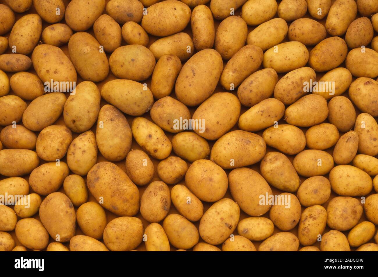 Raw new potatoes. Raw, unpeeled new potatoes. A native of South America