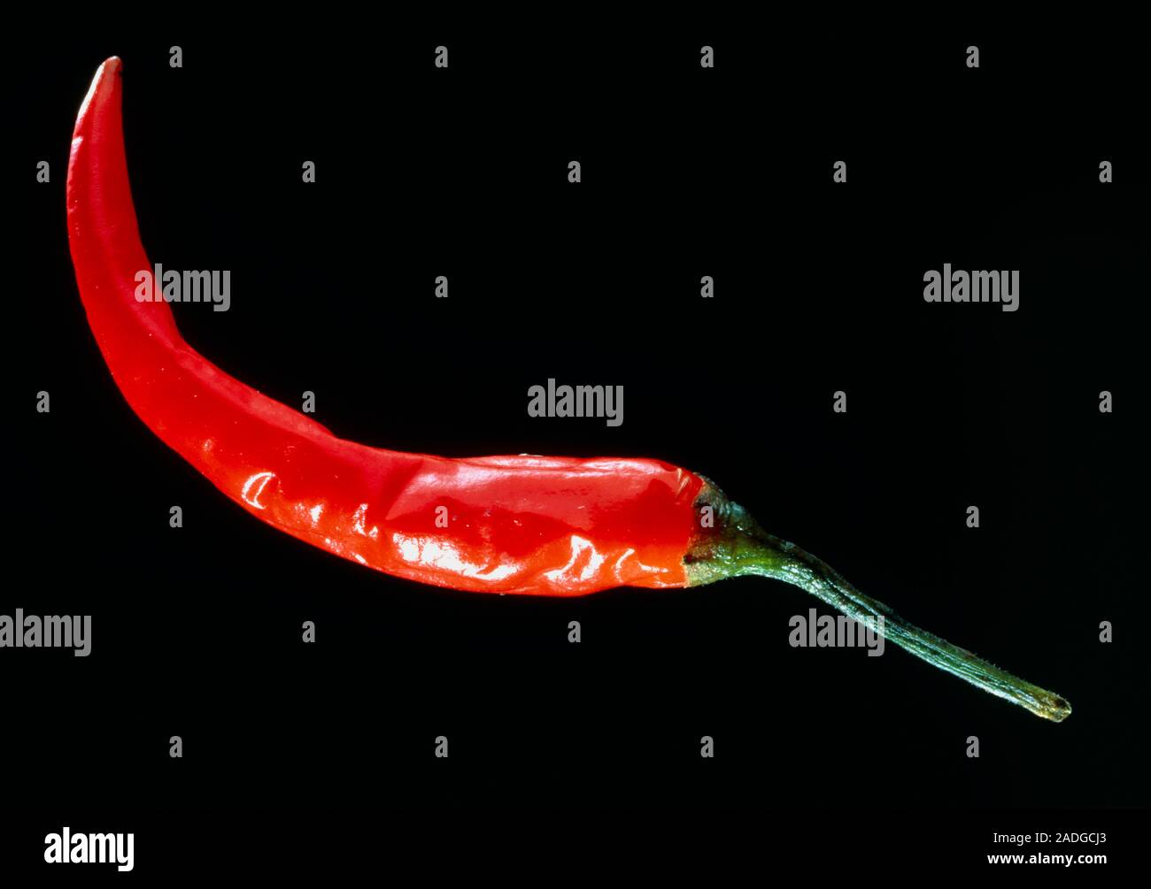 Red chilli. A single red hot chilli Capsicum annuum. Chillies are used for culinary purposes and for seasonings. They are used widely through- out the Stock Photo