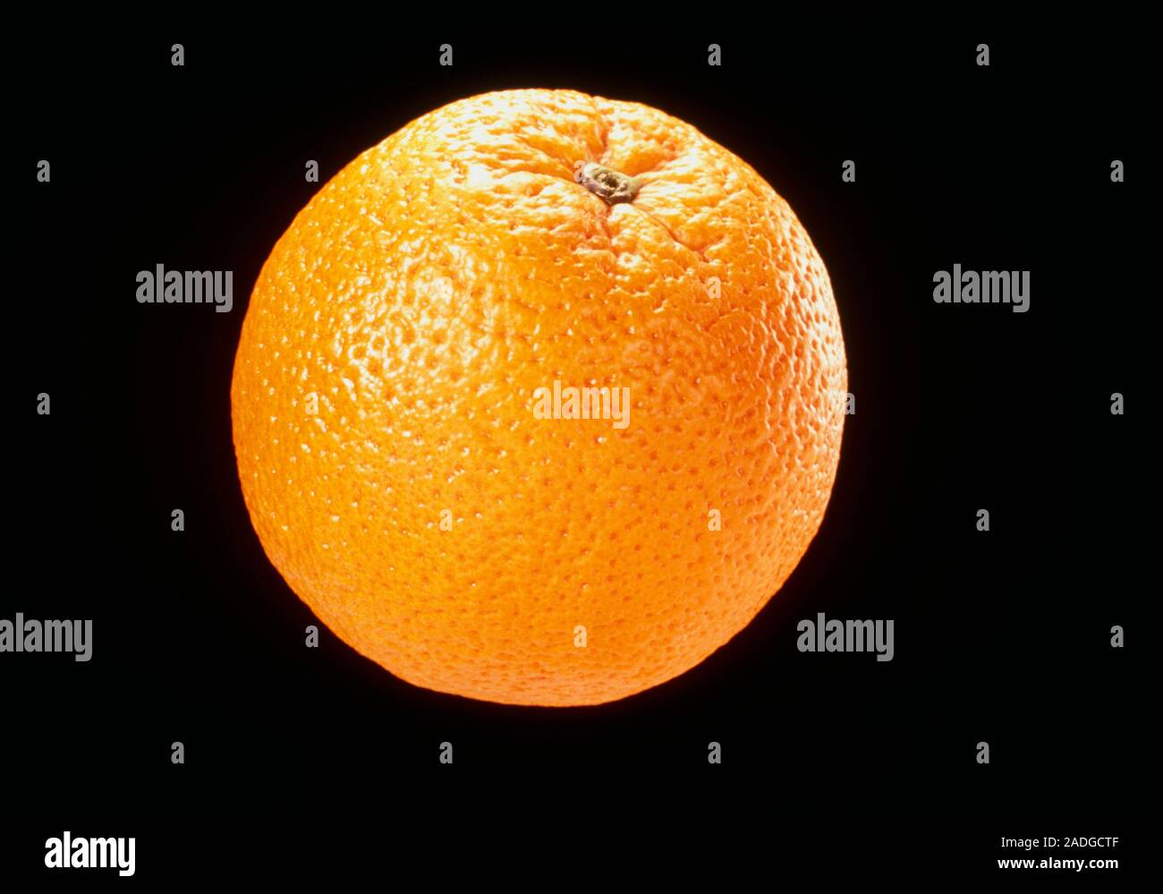Orange. View of an orange, Citrus sinensis. Oranges are a good source