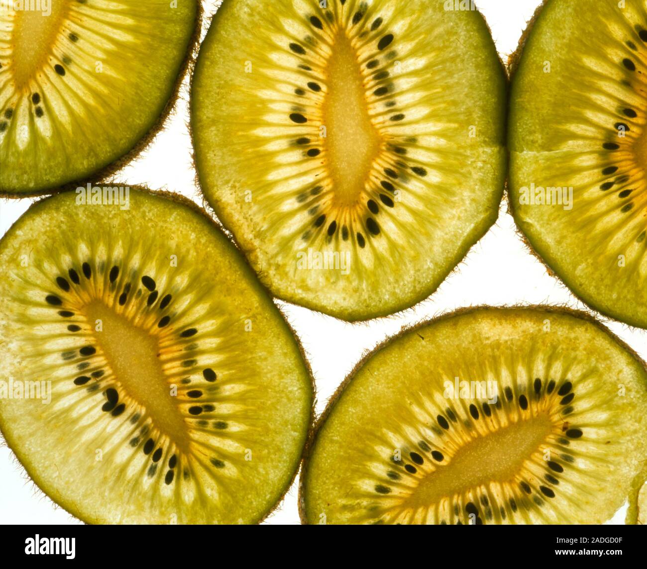 Kiwi fruit (Actinidia chinensis). This tropical fruit is rich in