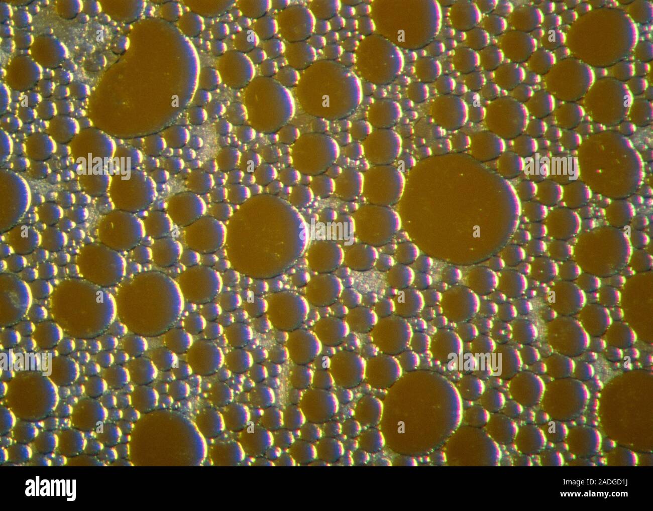 Mayonnaise. Macrophotograph of air bubbles in an emulsion in mayonnaise