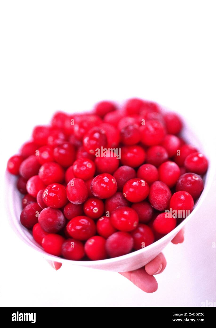 Cranberries. Hand holding a bowl of ripe cranberries, the fruit of the cranberry plant