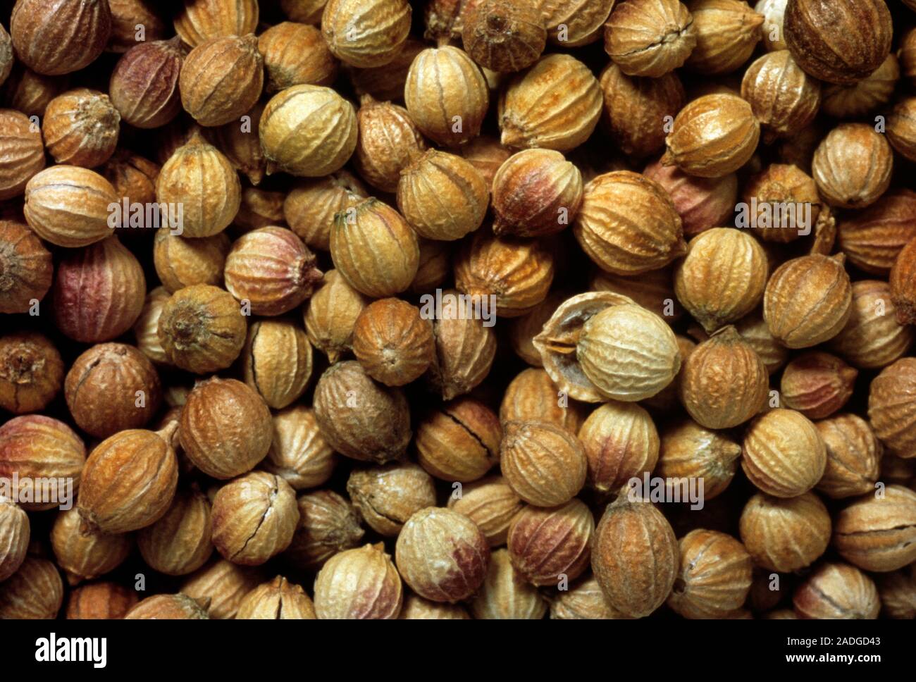 Coriander seedpods. Fruit of coriander, Coriandrum sativum, which