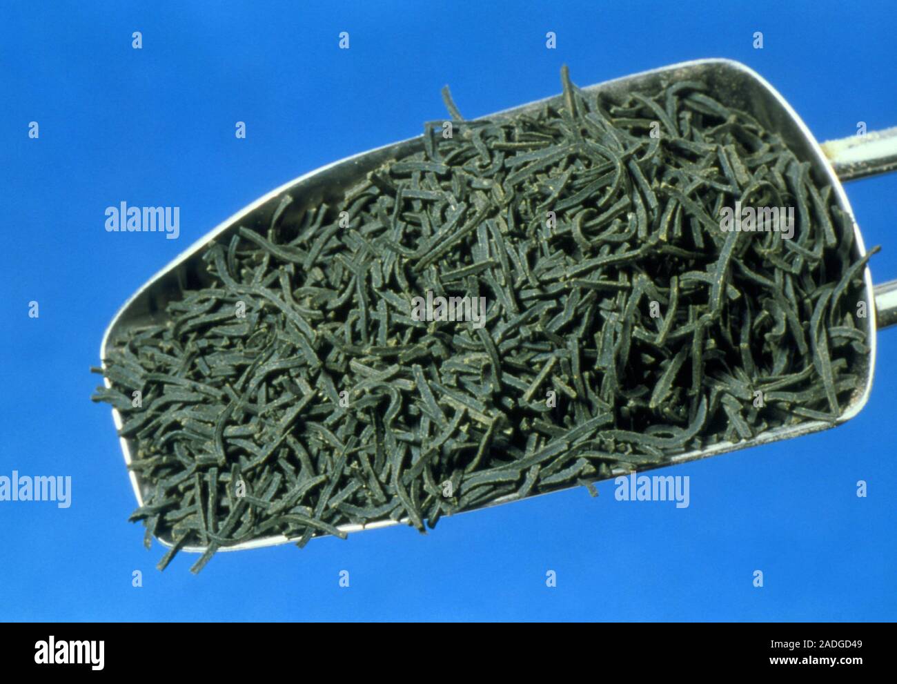 Kokaicha tea leaves. Scoop of kokaicha tea leaves. This japanese green