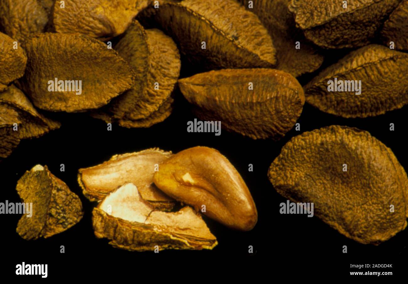 Brazil nuts (Bertholletia excelsa). These nuts (strictly seeds) are an excellent source of