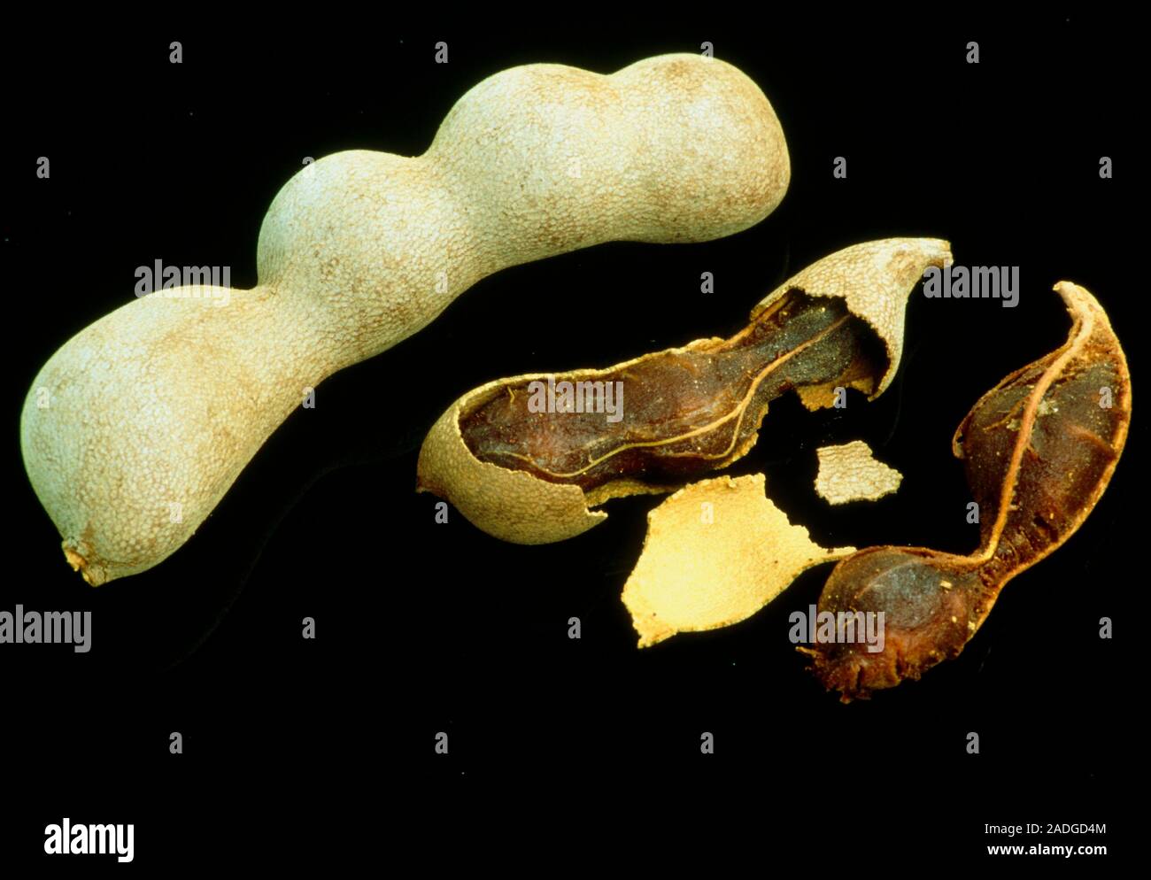 Tamarind fruits. Two fruits of the tamarind tree, Tamarindus indica
