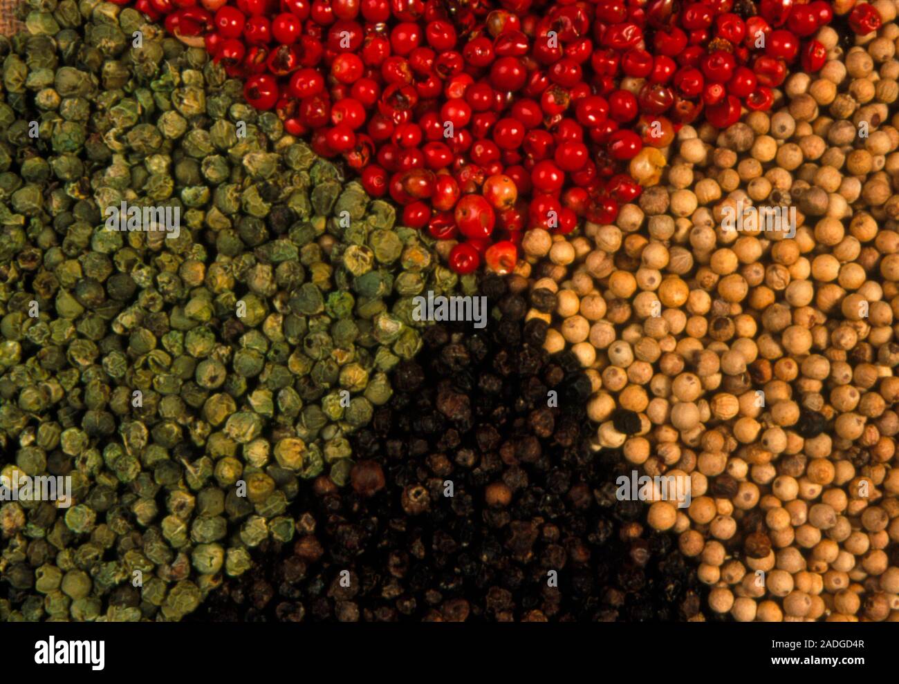 Mixed peppercorns. Black, green, white and pink peppercorns. The fruits