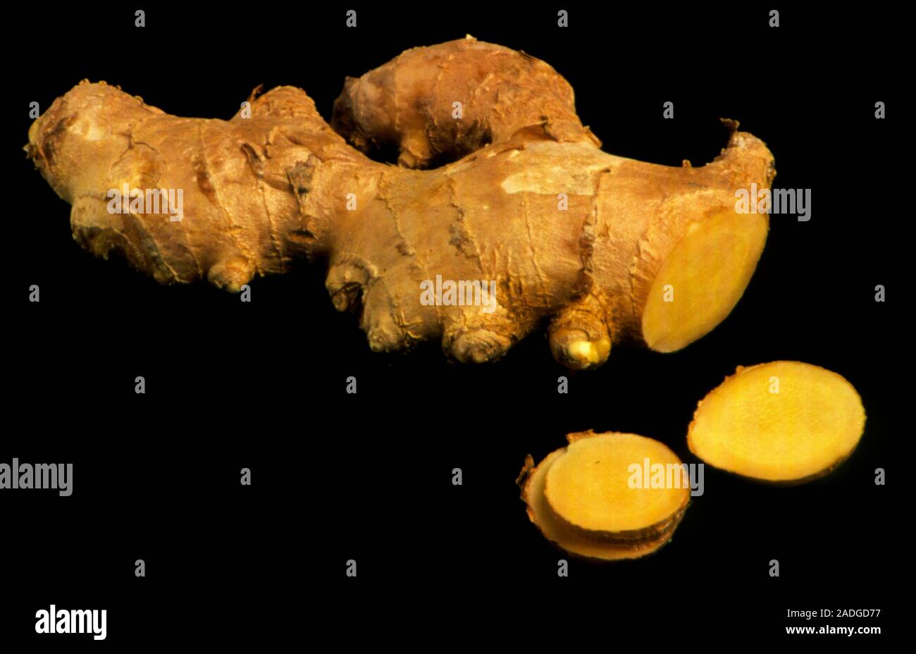 Ginger root. Sliced root from a ginger plant (Zingiber officinale). Ginger root is used to
