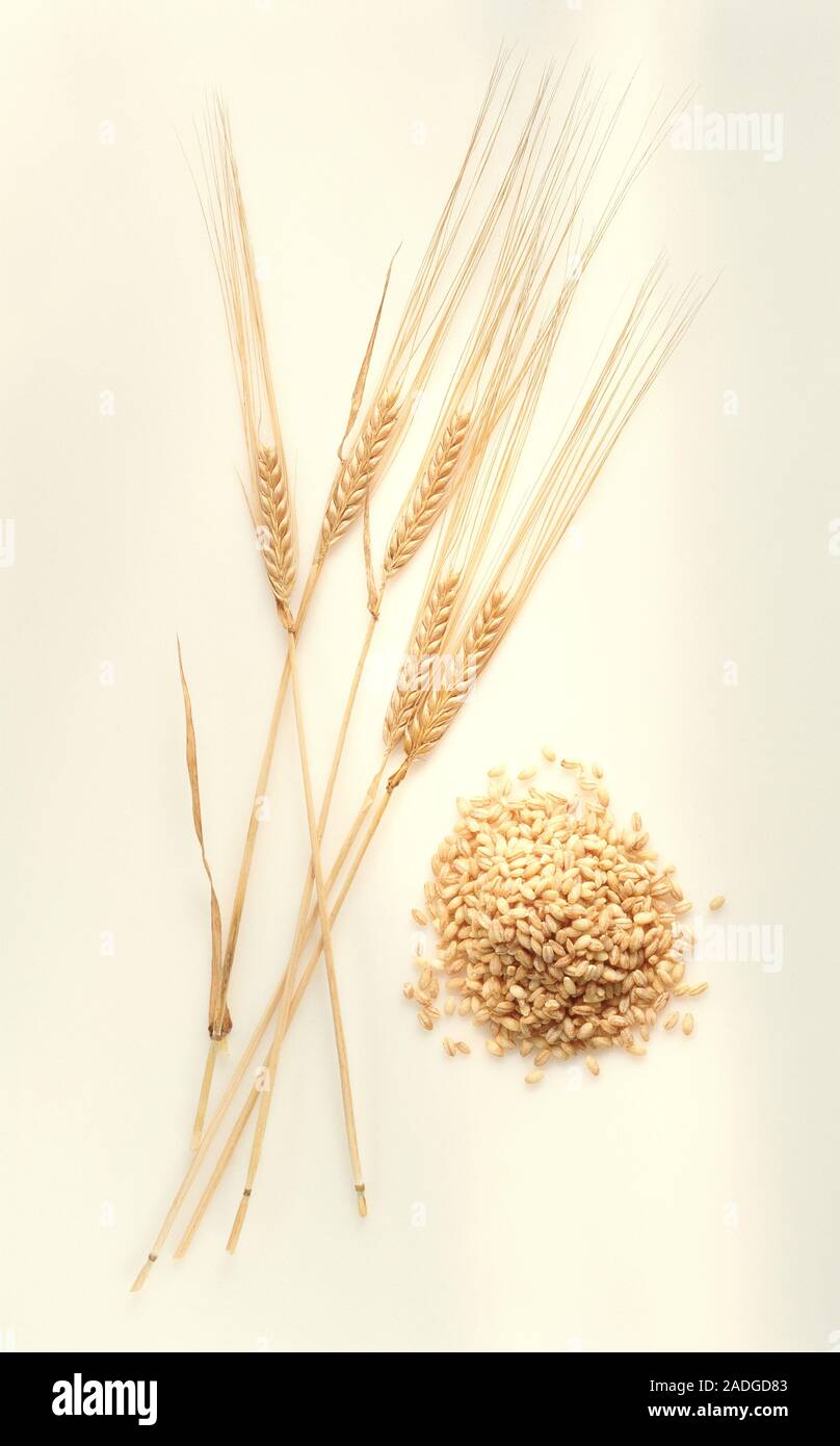 Barley (Hordeum sp. ) ears with processed barley grains. This cereal is