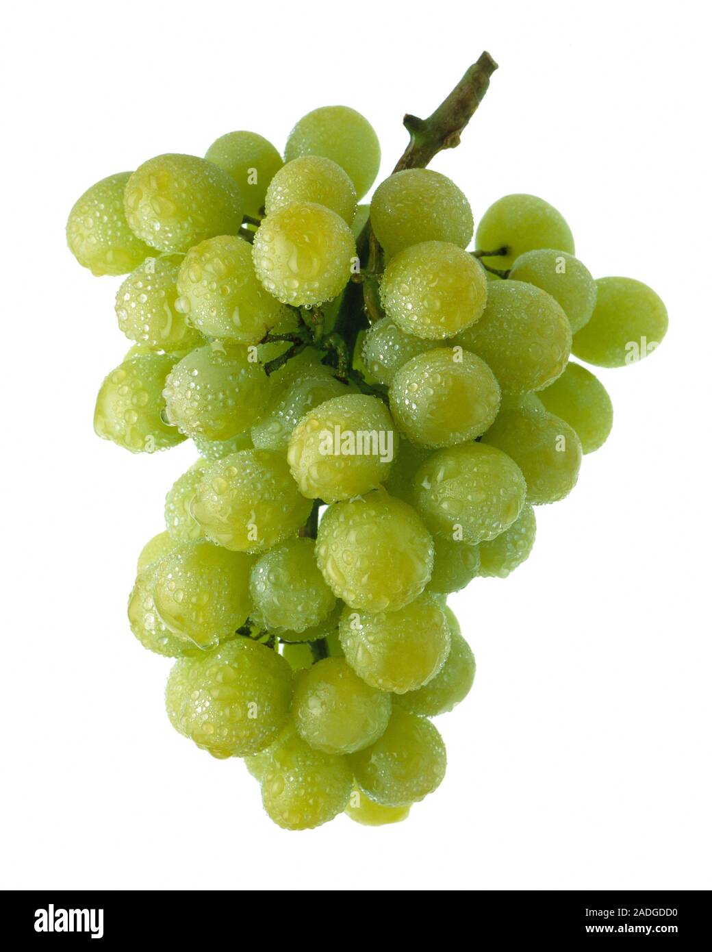 Bunch of grapes covered in water droplets. Grapes (Vitis sp.) are a