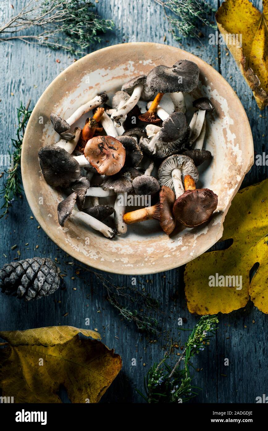 high angle view of some spanish edible mushrooms, such as yellow knights, grey knights and saffron milk-caps, and some dry leaves and twigs of differe Stock Photo