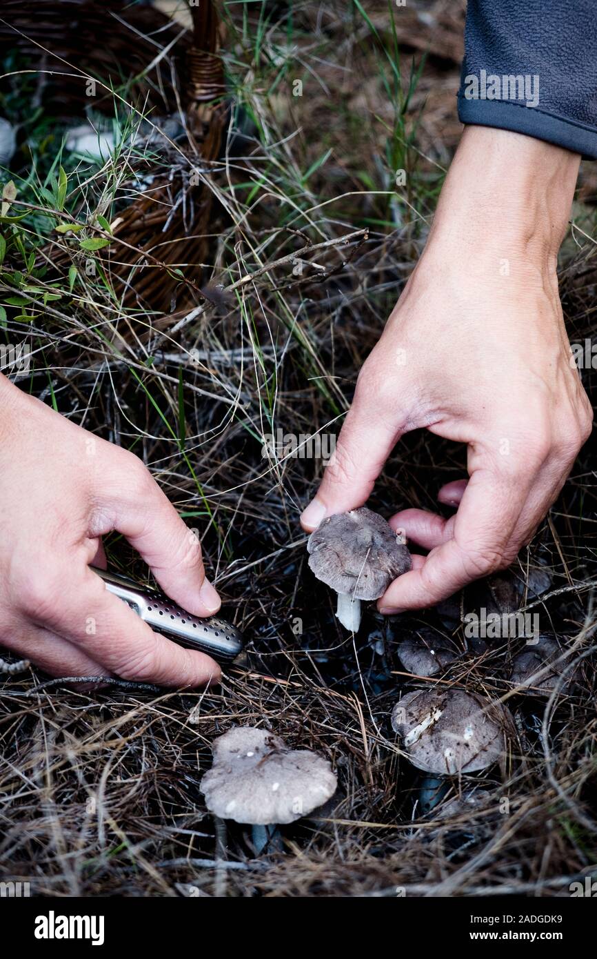 closeup of a young caucasian man picking a grey knight mushroom, also known as dirty tricholoma, in a forest Stock Photo