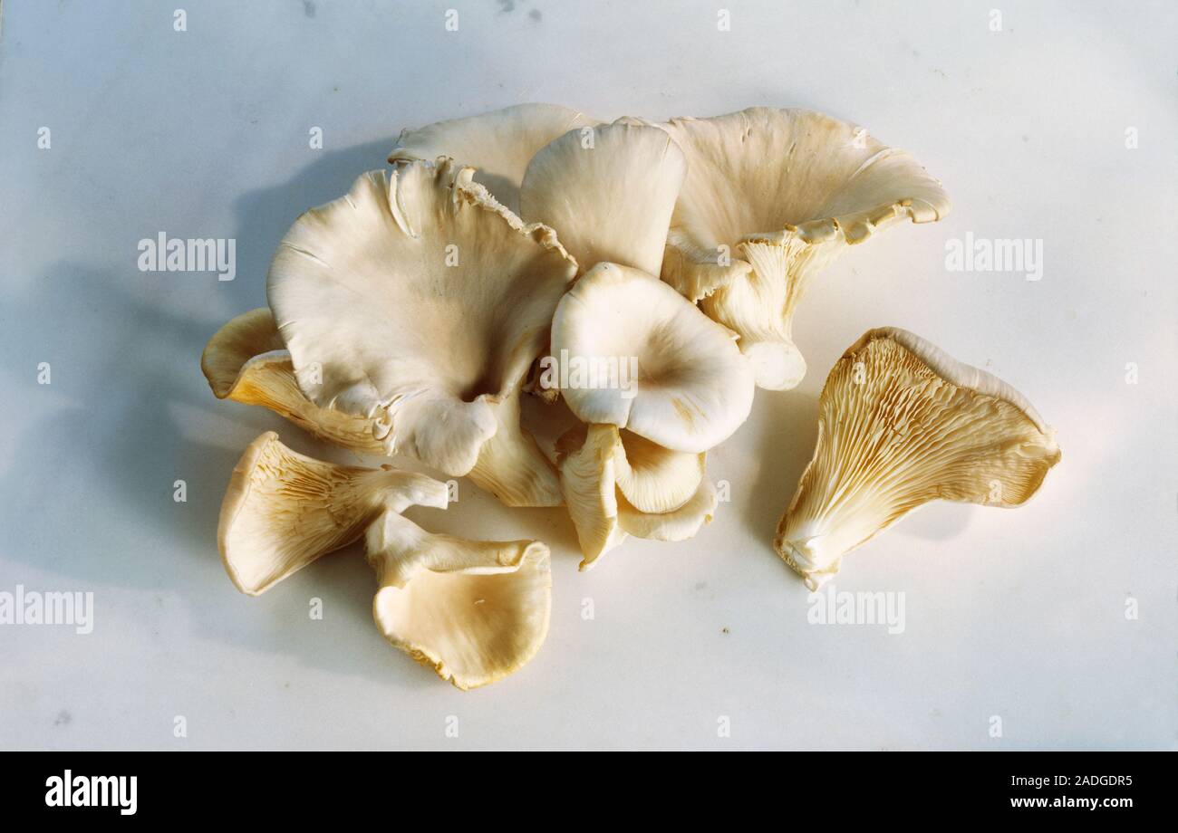 Oyster mushrooms (Pleurotus ostreatus). These are the edible fruiting