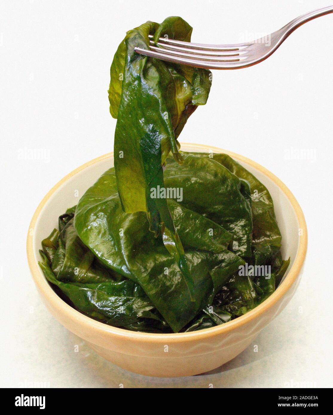 Edible seaweed. This is green laver (Ulva sp.), also known as sea