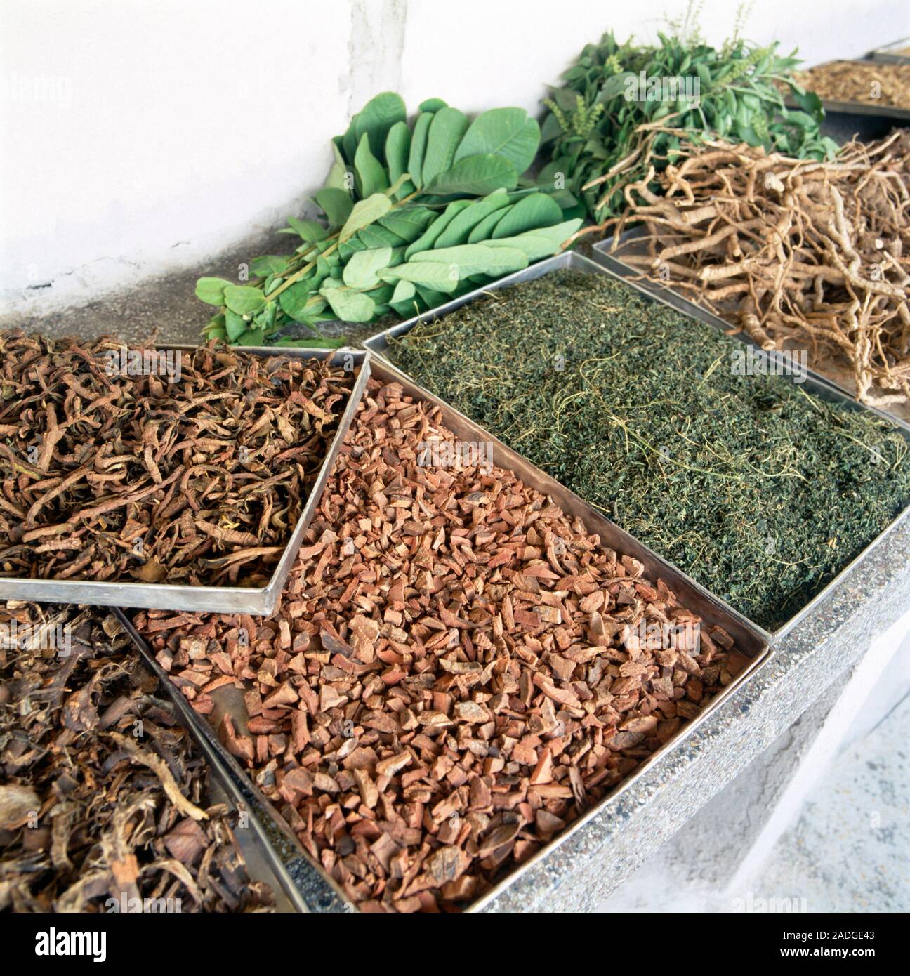 Herbs used in both cooking and traditional African medicine