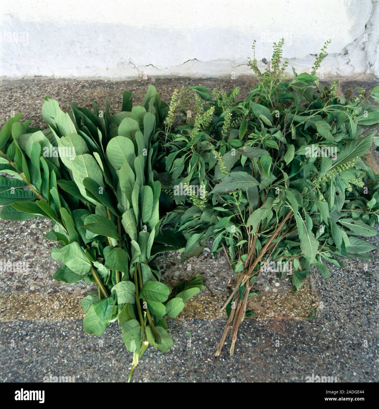 Herbs used in both cooking and traditional African medicine