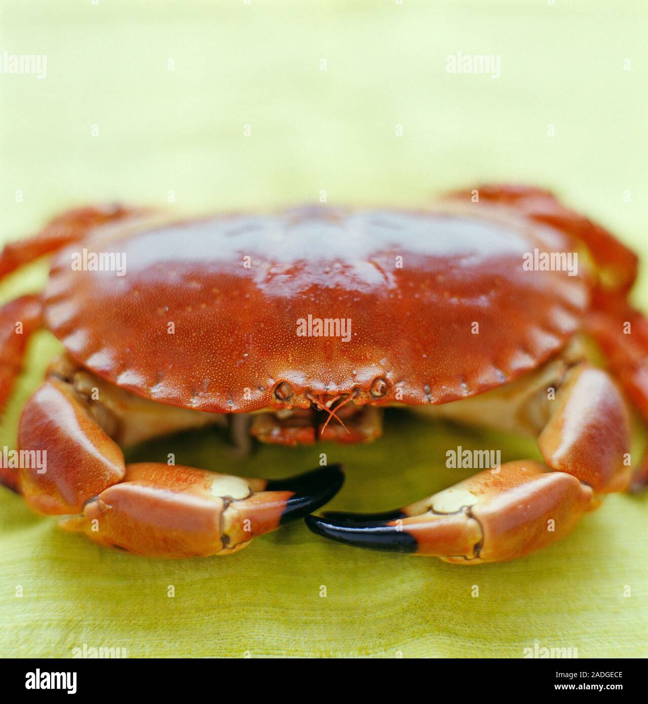 Cooked edible crab (Cancer pagurus). Crab meat is an excellent source ...